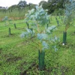 Eucalyptus at North Wyke, Sept. 2024