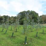 Eucalyptus at North Wyke, Sept. 2024