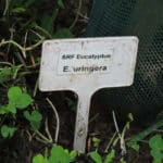 Eucalyptus at North Wyke, Sept. 2024