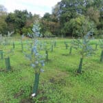 Eucalyptus at North Wyke, Sept. 2024
