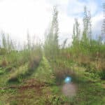 Willow at North Wyke, Sept. 2024