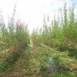 Willow at North Wyke, Sept. 2024