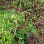 Willow at North Wyke, Sept. 2024
