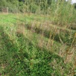 Willow at North Wyke, Sept. 2024