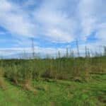 Willow at North Wyke, Sept. 2024
