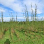 Willow at North Wyke, Sept. 2024