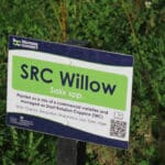 Willow at North Wyke, Sept. 2024
