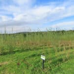 Willow at North Wyke, Sept. 2024