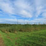 Willow at North Wyke, Sept. 2024