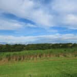 Miscanthus at North Wyke, Sept. 2024