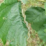 Sawfly larvae on Alder