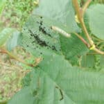 Sawfly eggs on Alder