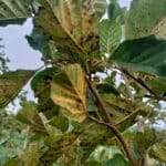 Rust on Alder