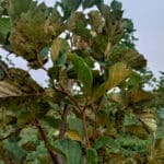 Rust on Alder