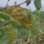 Brown spots on Alder