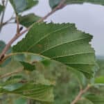 Rust on Alder