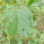 Insect damage on alder