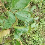 Insect damage on alder