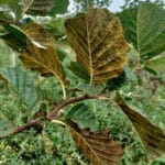 Rust on Alder