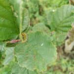 Sawfly larva on Alder