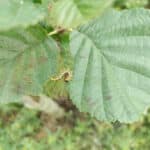 Sawfly larva on Alder