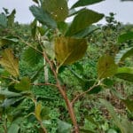 Rust on Alder