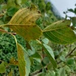 Rust and insect damage on alder