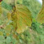 Rust on Alder