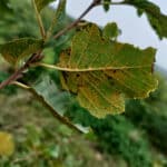 Rust on Alder