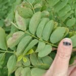 Insect damage on Black Locust