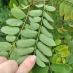 Underside of Black Locust leaf (no rust)