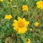 Wildflowers