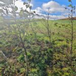 Alder at Boghall, October 2024
