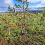 Alder at Boghall, October 2024