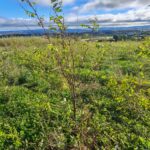 Black Locust -Turbo