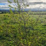 Black Locust -Turbo