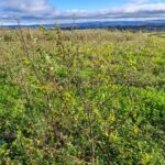 Black Locust -Turbo