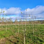 SRF Poplar