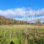 SRF Poplar