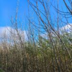 SRC Willow