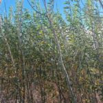 SRC Willow