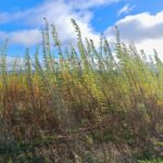 Willow variety trial