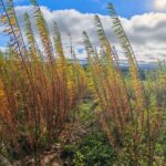 Willow variety trial