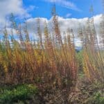 Willow variety trial