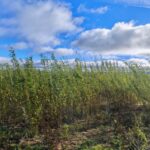 Willow variety trial