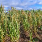 Miscanthus variety trial 2023