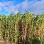 Miscanthus variety trial 2023