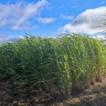 Miscanthus variety trial 2023