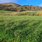 Miscanthus variety trial 2024