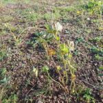 Sida (plug plant) at Boghall, October 2024